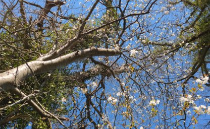 Les gardiens du lieu – Partie 1 : Vivre avec sept grands anciens