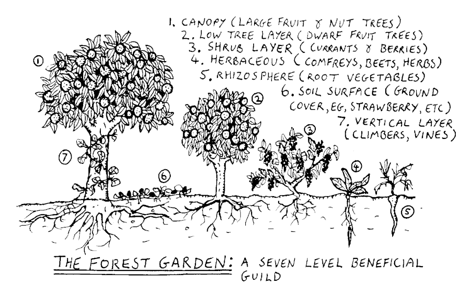 Forest_garden_7_layers Forest_garden_7_layers